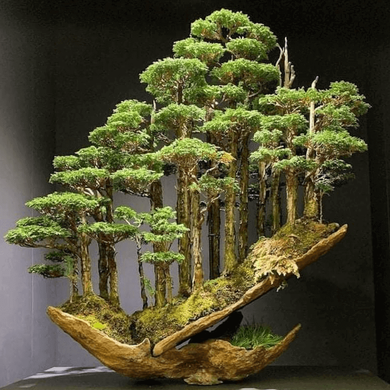 Simple Bonsai Beauty, Bonsai Bark