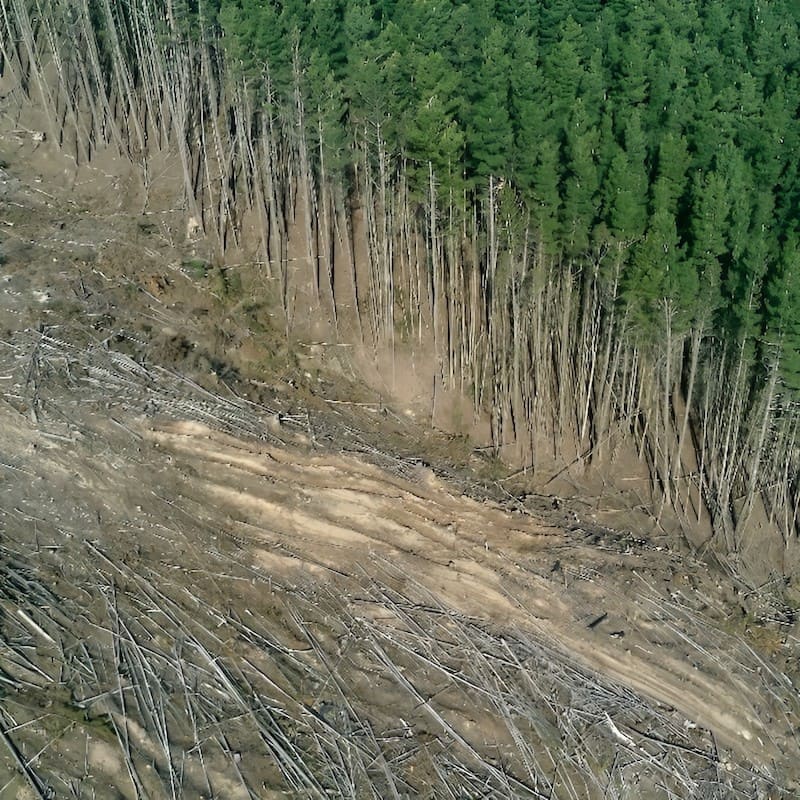 Mass deforestation using an army of Kelvins (explanation in comments) :  r/SonsOfTheForest