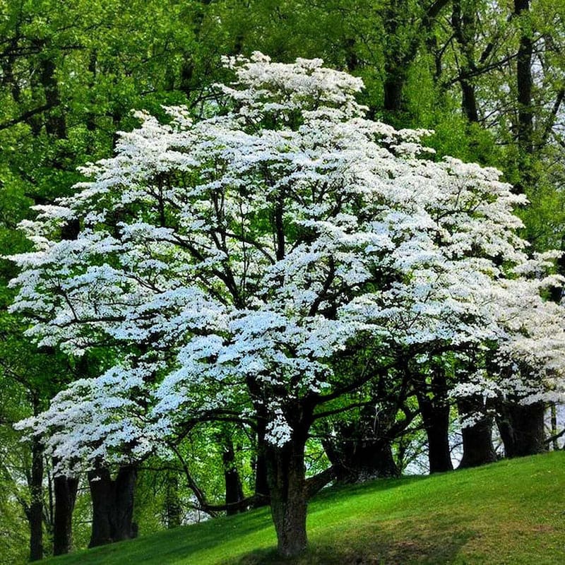 Dogwood Trees A Guide to Varieties and Blooms