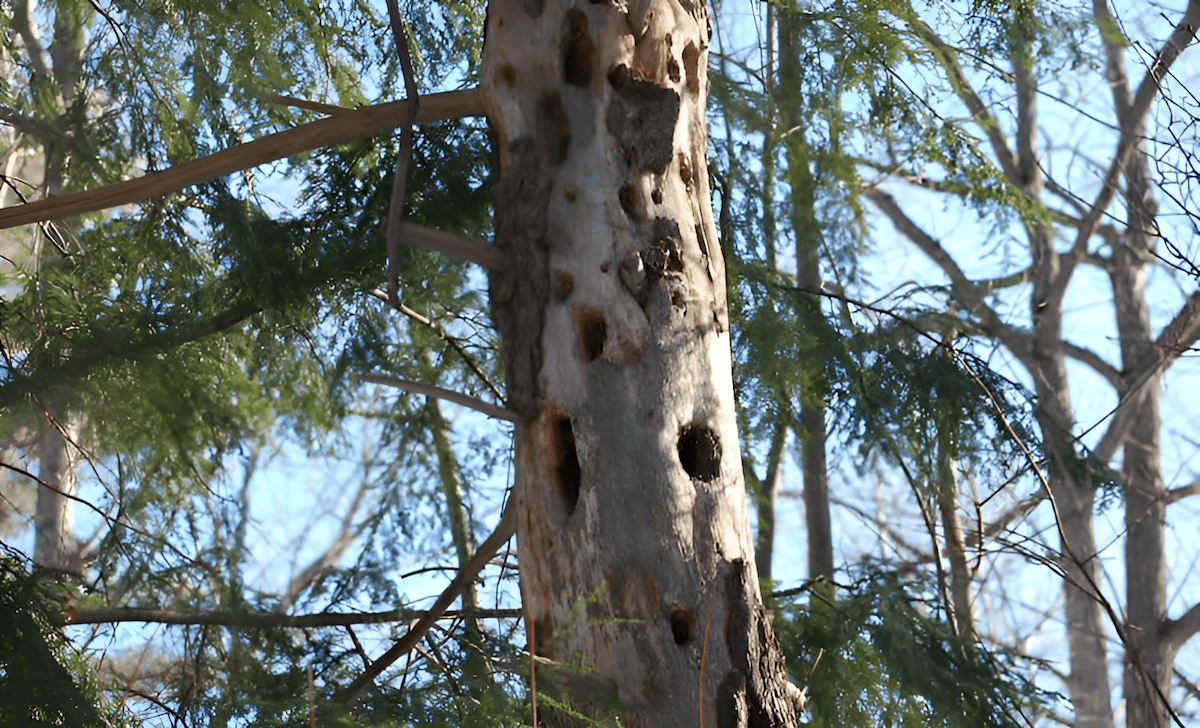 why when and how you shoulkd remove a dead tree