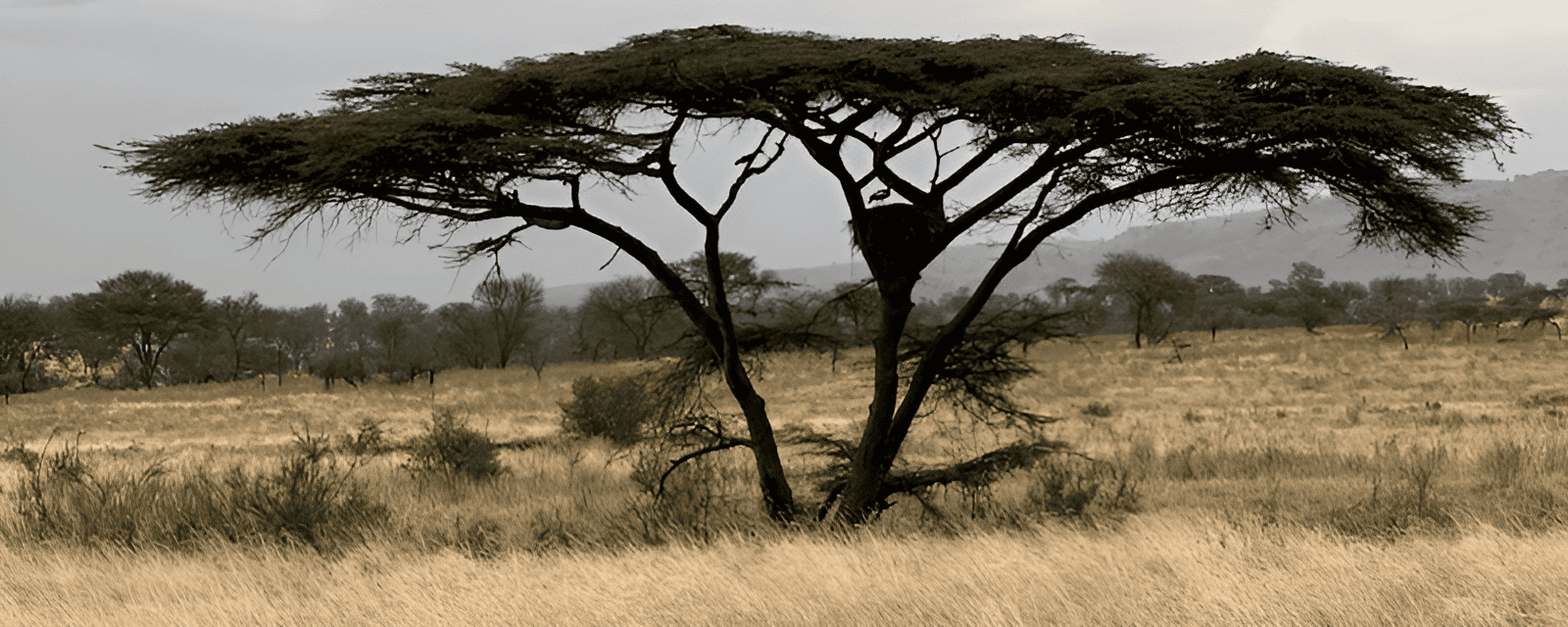 african acacia tree