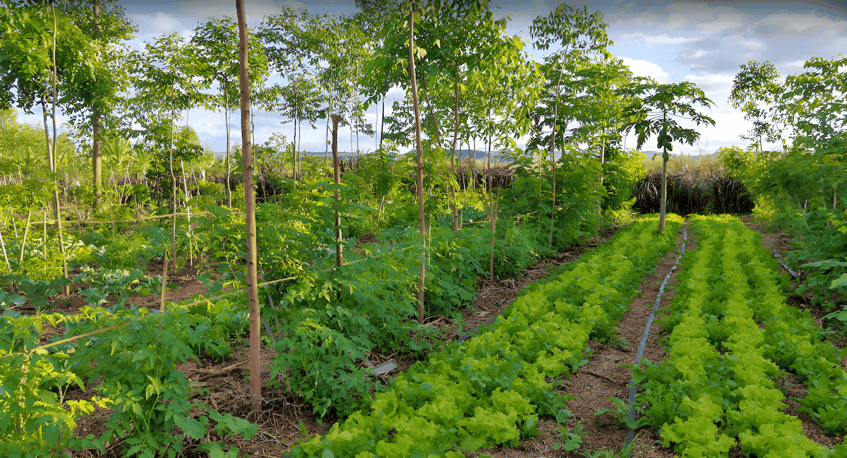 alley cropping trees and lettuce