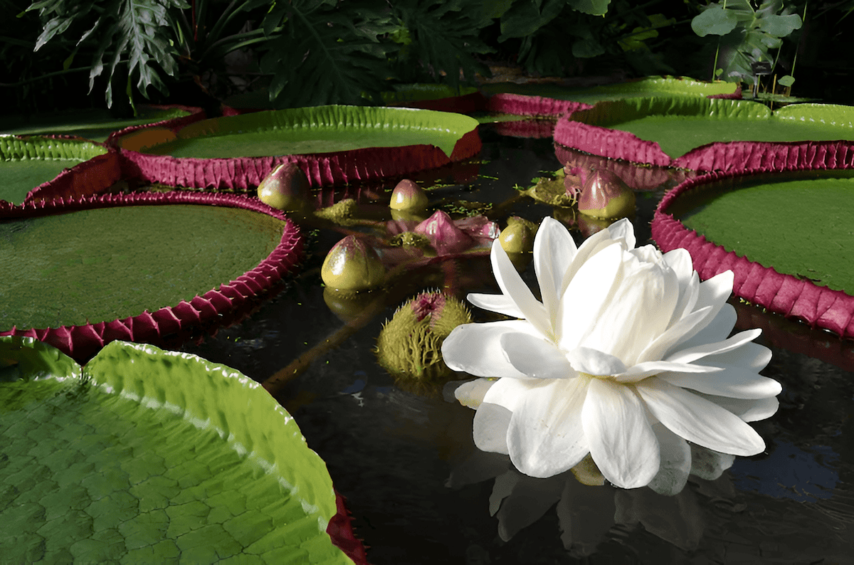 white and pink lily flowers for pollination