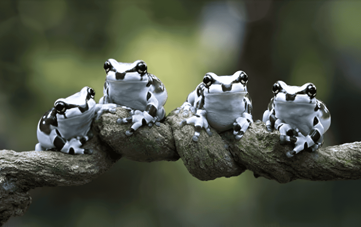 these frogs have made the towering trees their homes