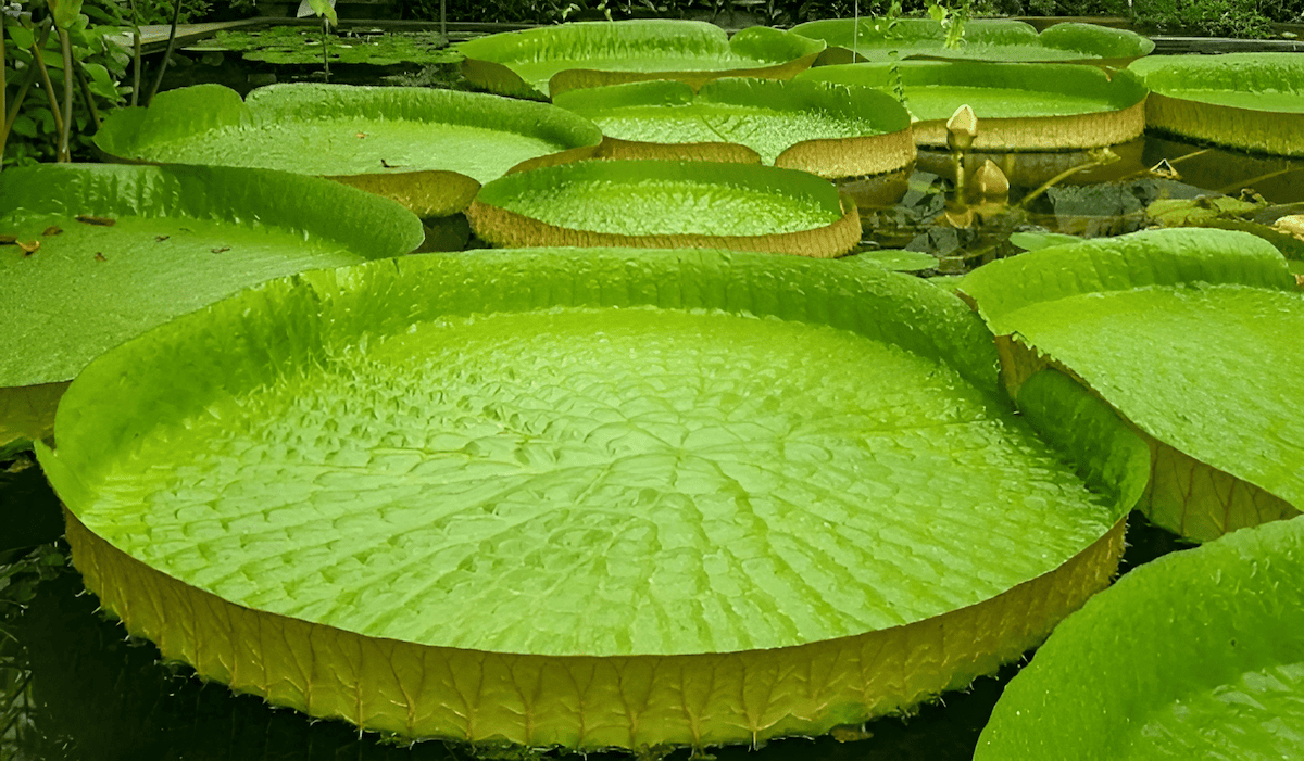 12-foot round leaves create a floating emerald canvas for frogs and other aquatics