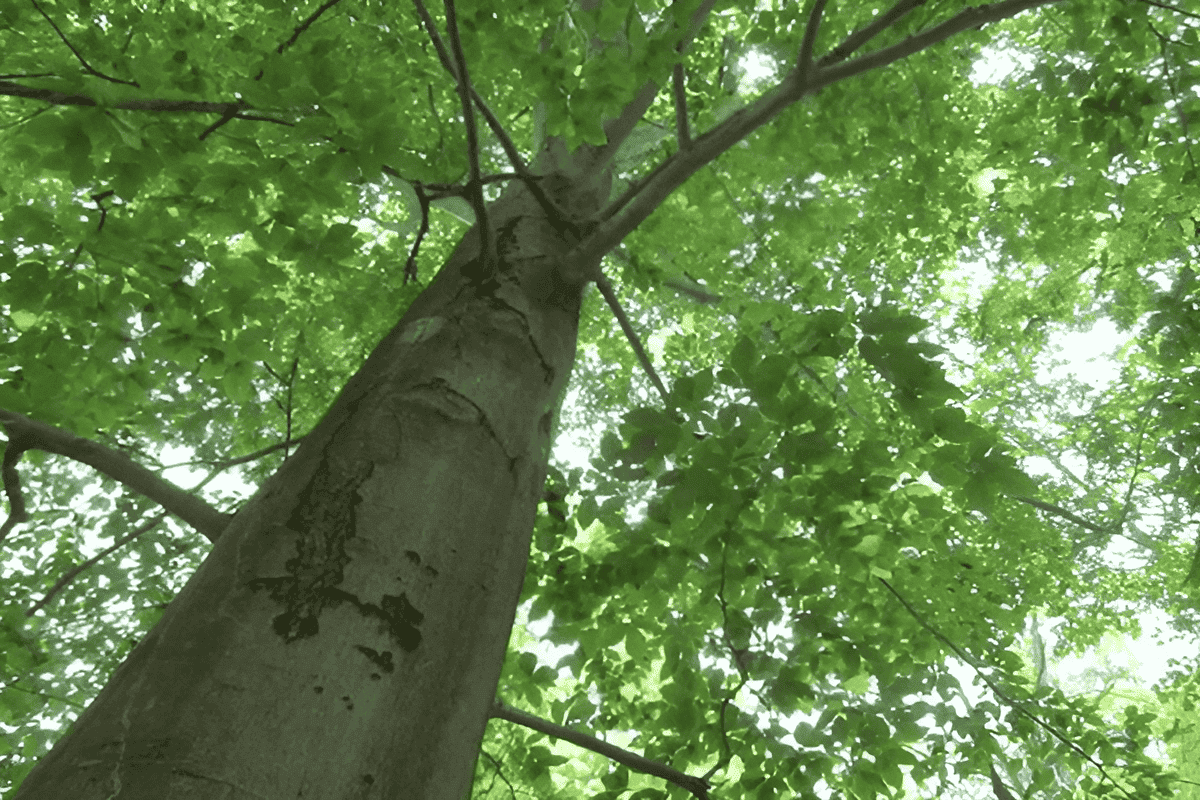 american beech growing in the usa