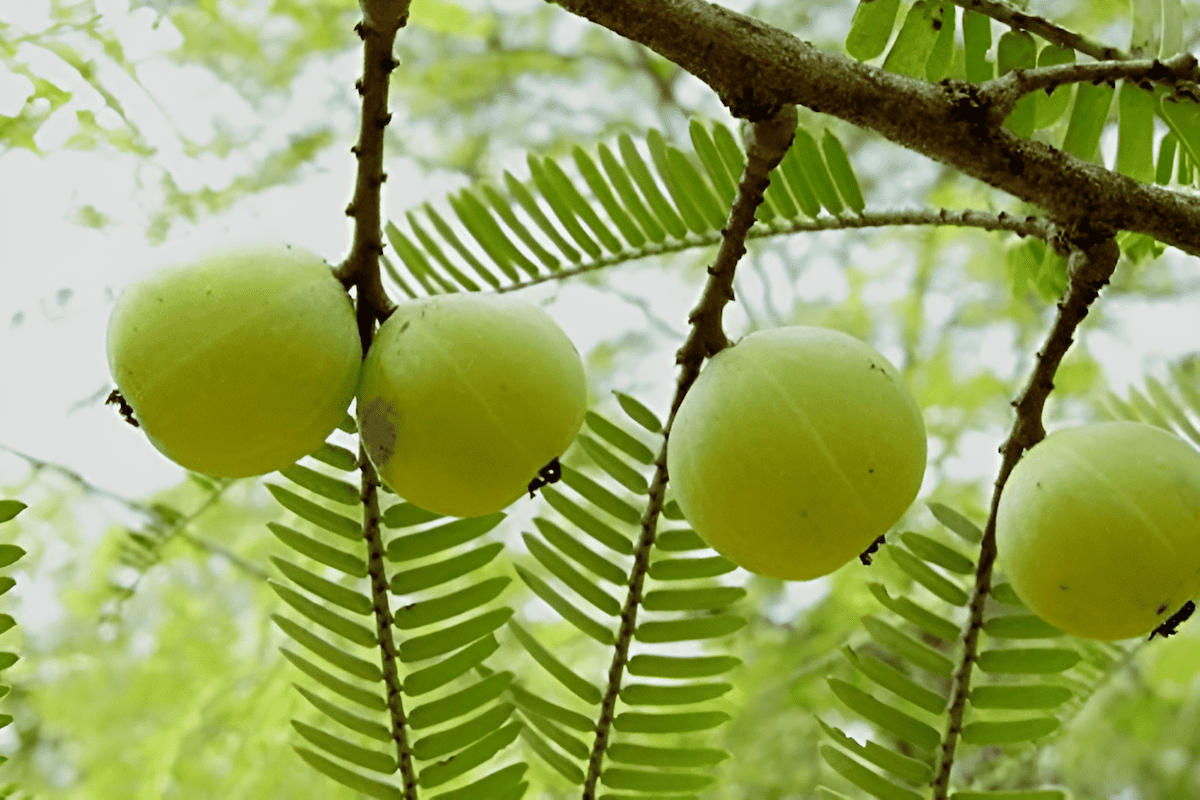 indian amla trees