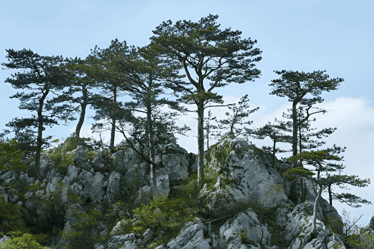 turkish black pine