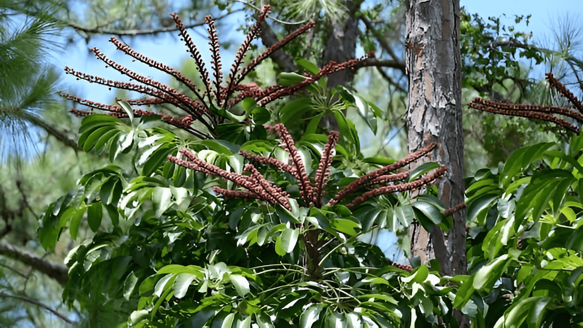 extinct conifer tree