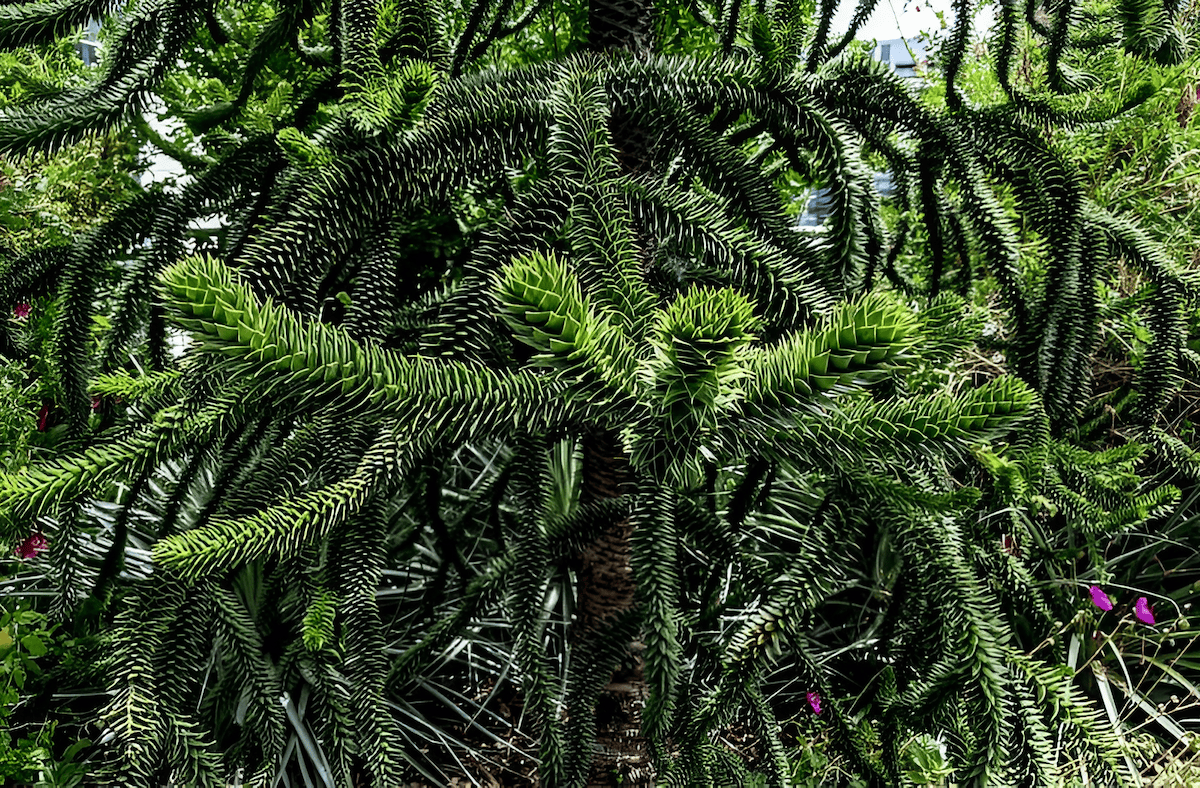 extinct deciduous tree