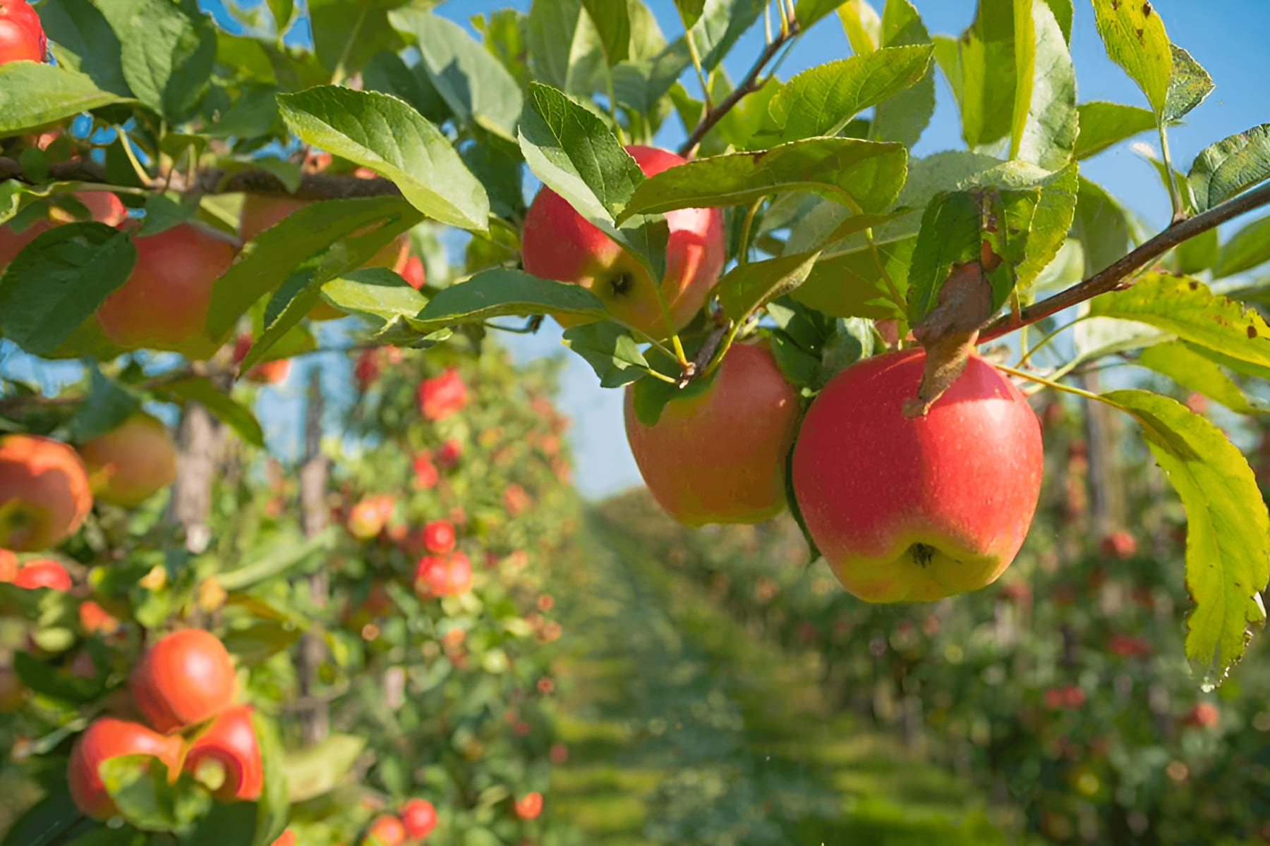 apple orchard