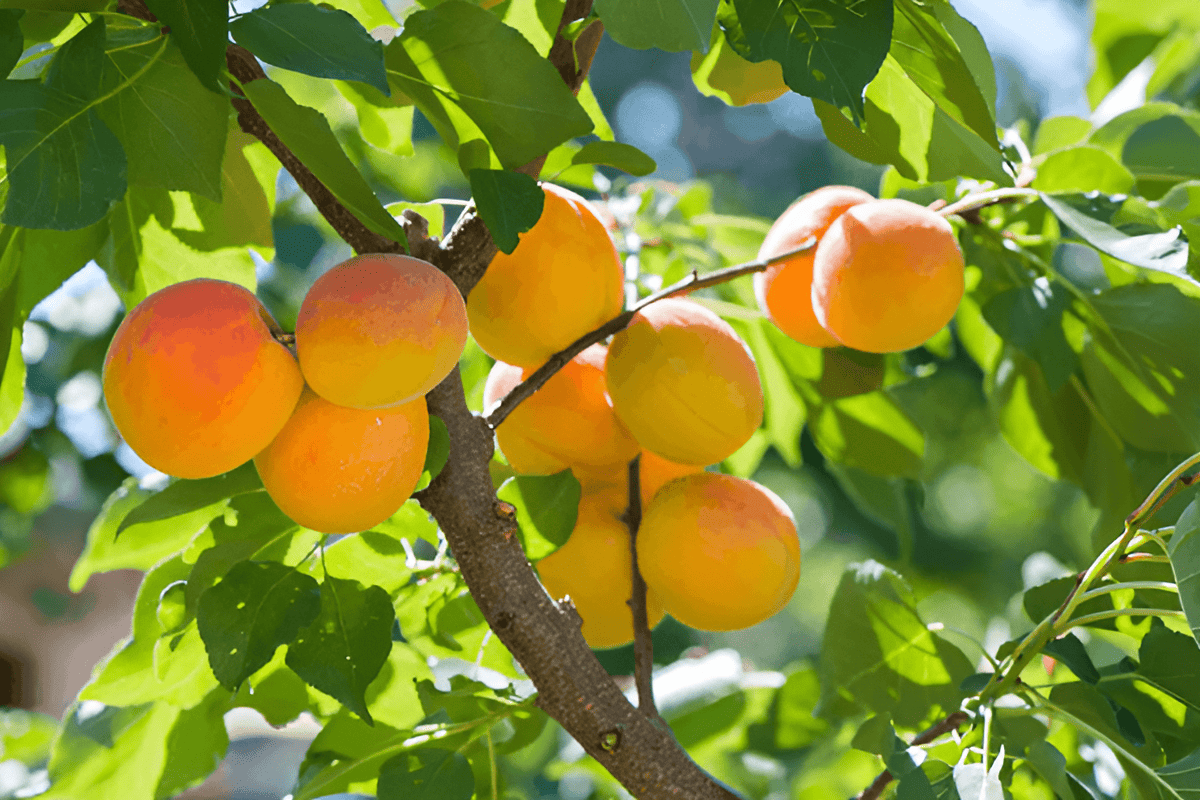 apricot orchard