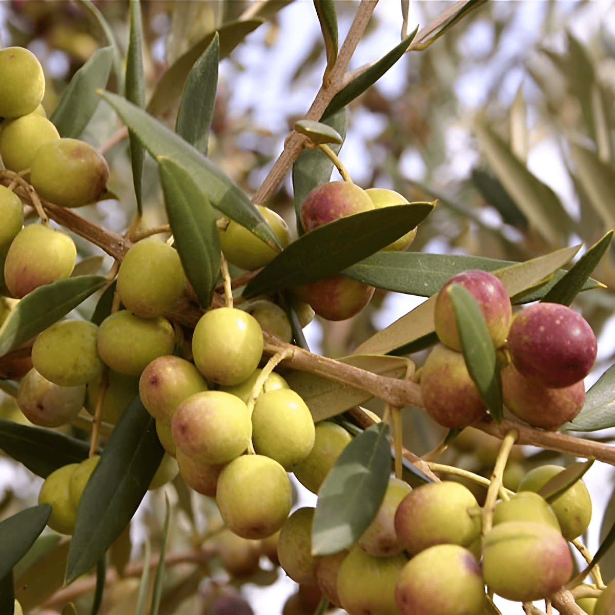 italian arbequina olive trees