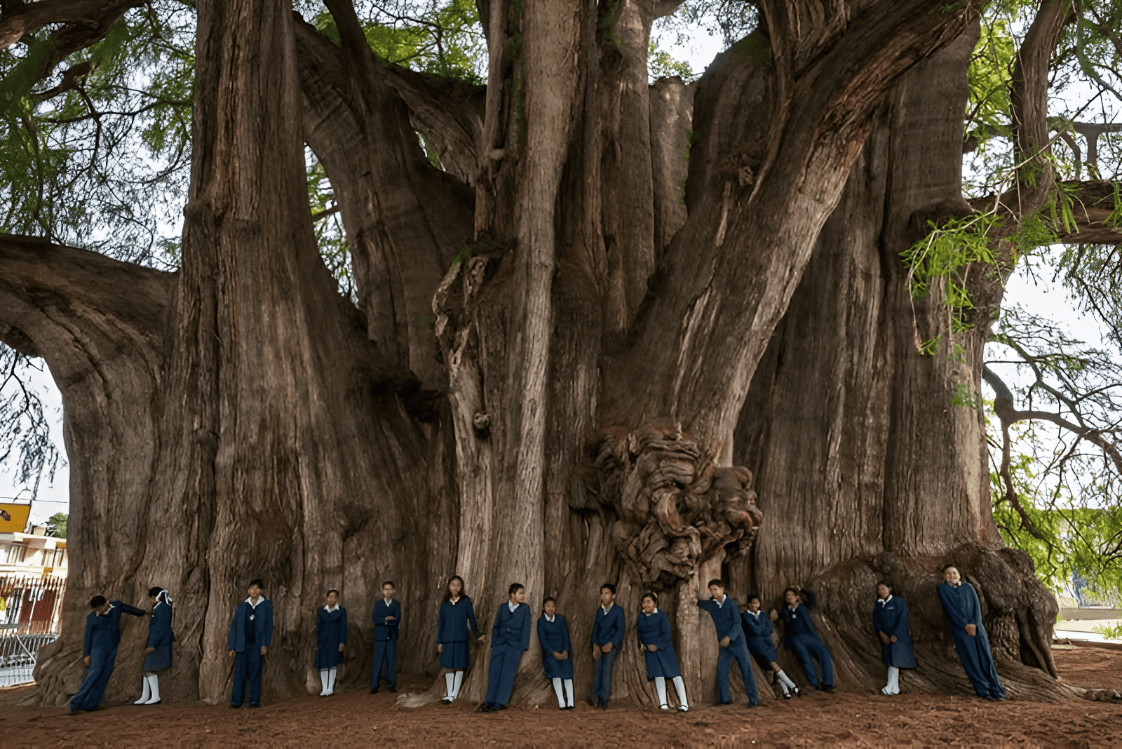 Montezuma cypress one hundred feet across