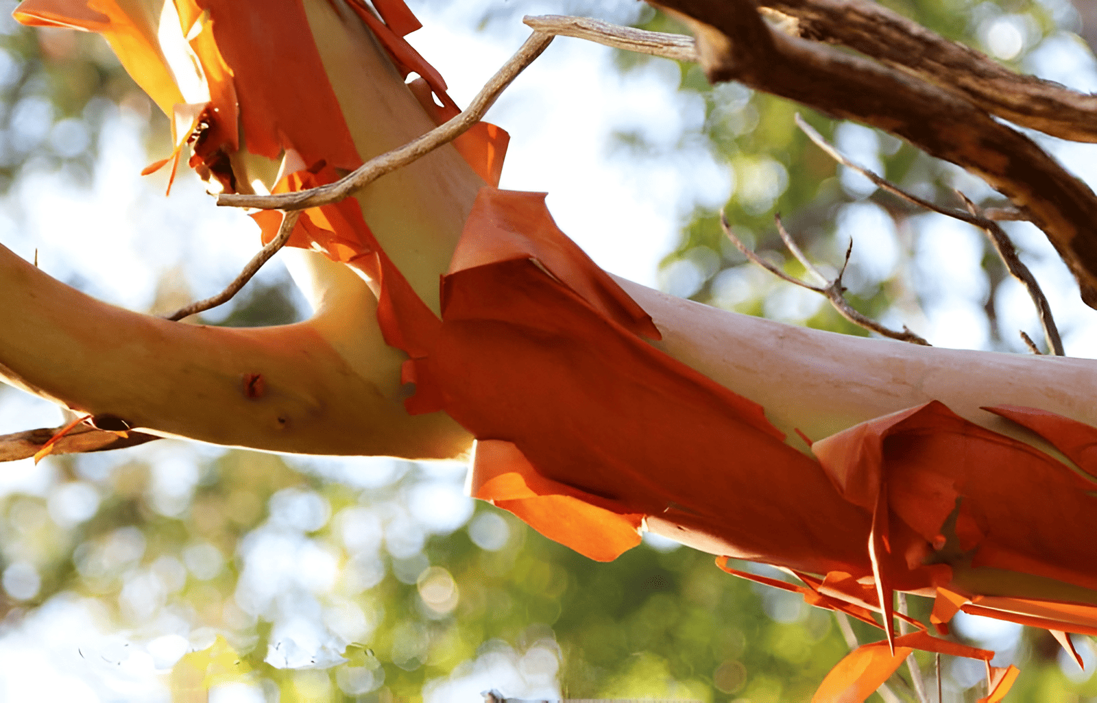 peeling bark