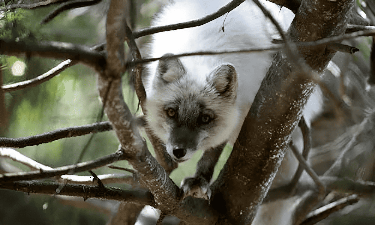 artic trees used as animal habitats