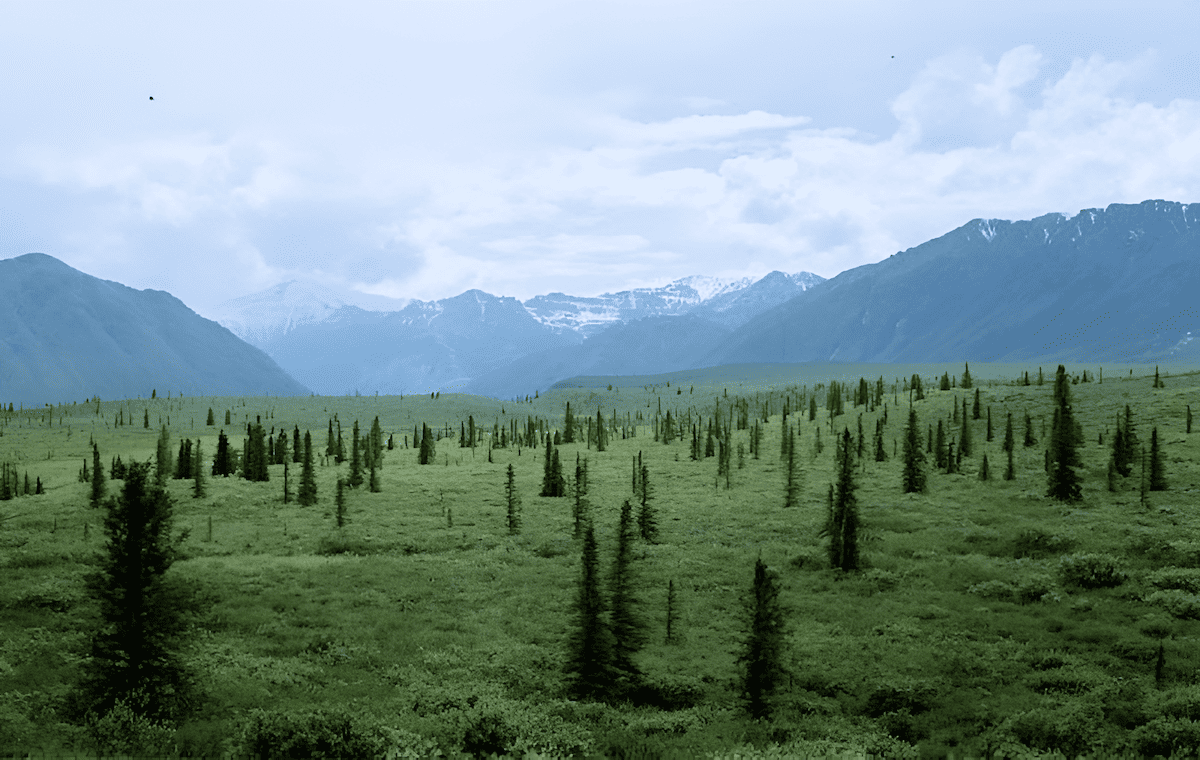 trees that grow in the arctic