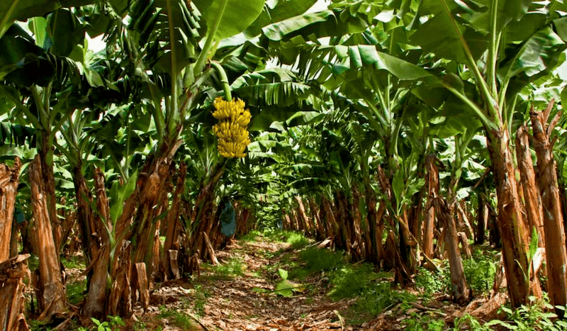 Banana Trees: Sustainable Living, Food Security