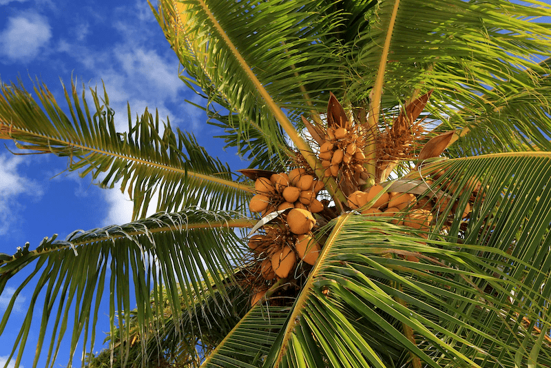 Coconut Trees | Growing and Harvesting them
