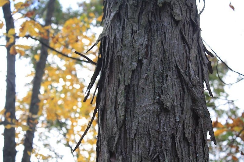 The Protective Skin and Lifeline of a Tree: Tree Bark