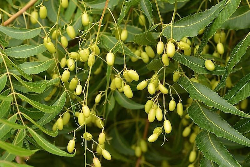 Neem Trees Nature's AweInspiring Medicinal Plant