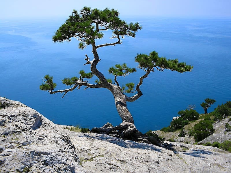 Trees That Grow on Rocks: Against all Odds