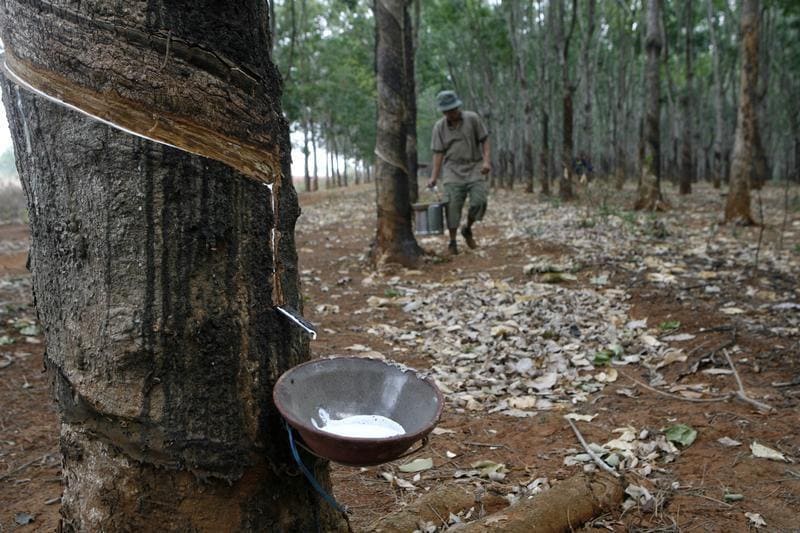 Cultivating Rubber Trees for Natural Latex - Tree Plantation