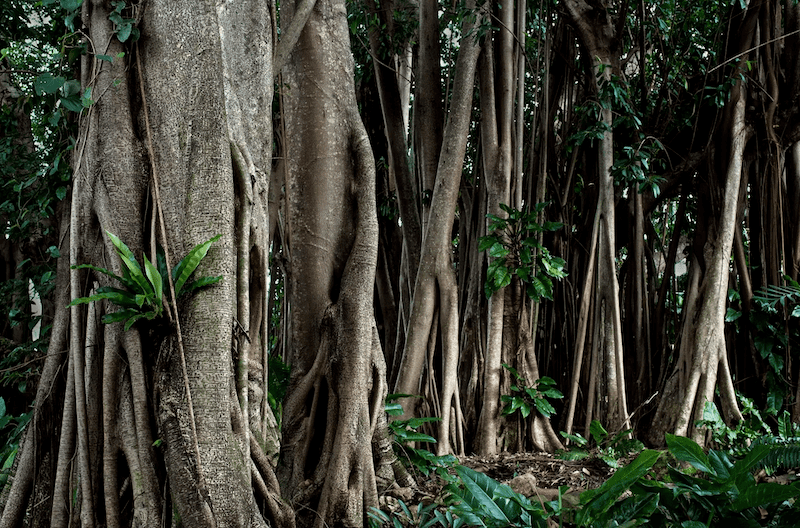 Cultivating Rubber Trees for Natural Latex