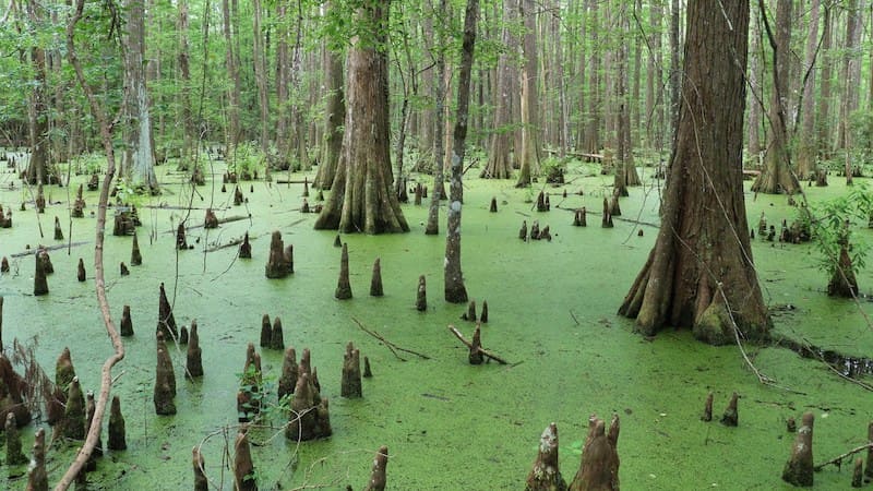 swamp-trees.jpeg