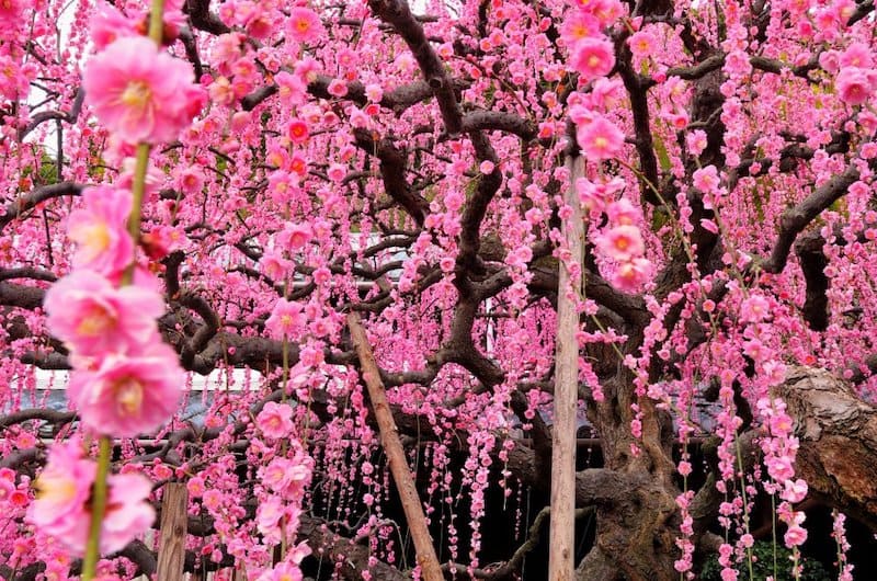 The Blossoming Trees that Grow in Japan - Tree Plantation