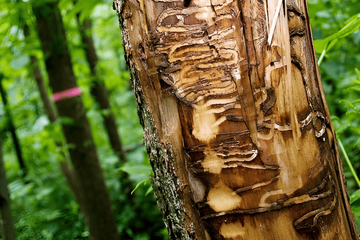 transforming forest landscapes and threatening the survival of ash trees