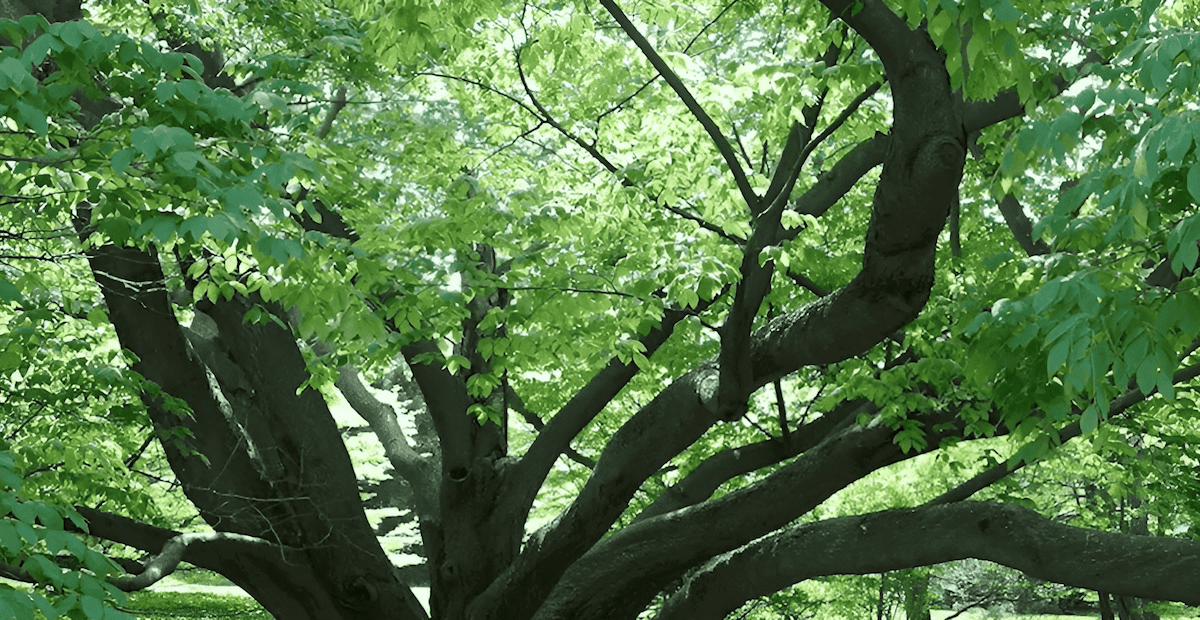 beech trees growing in asia