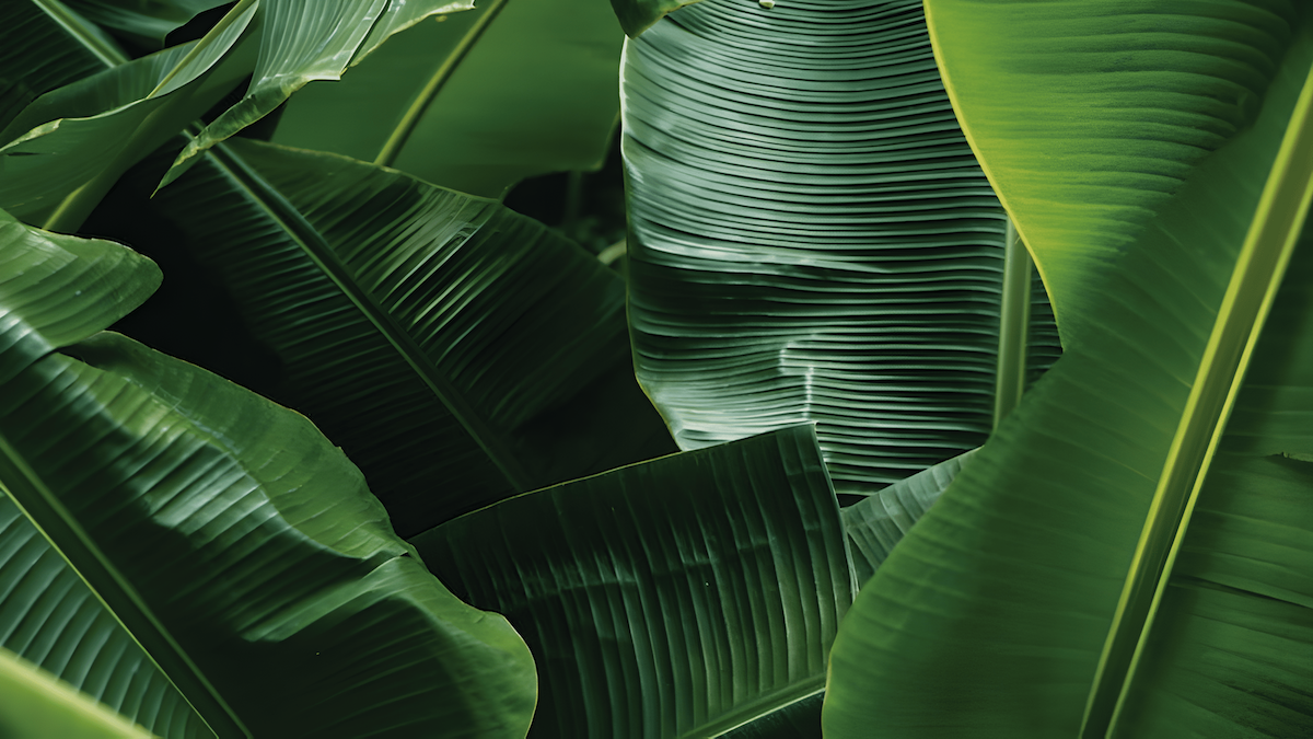 banana leaves are also used in many traditional and religious ceremonies, symbolizing prosperity and fertility