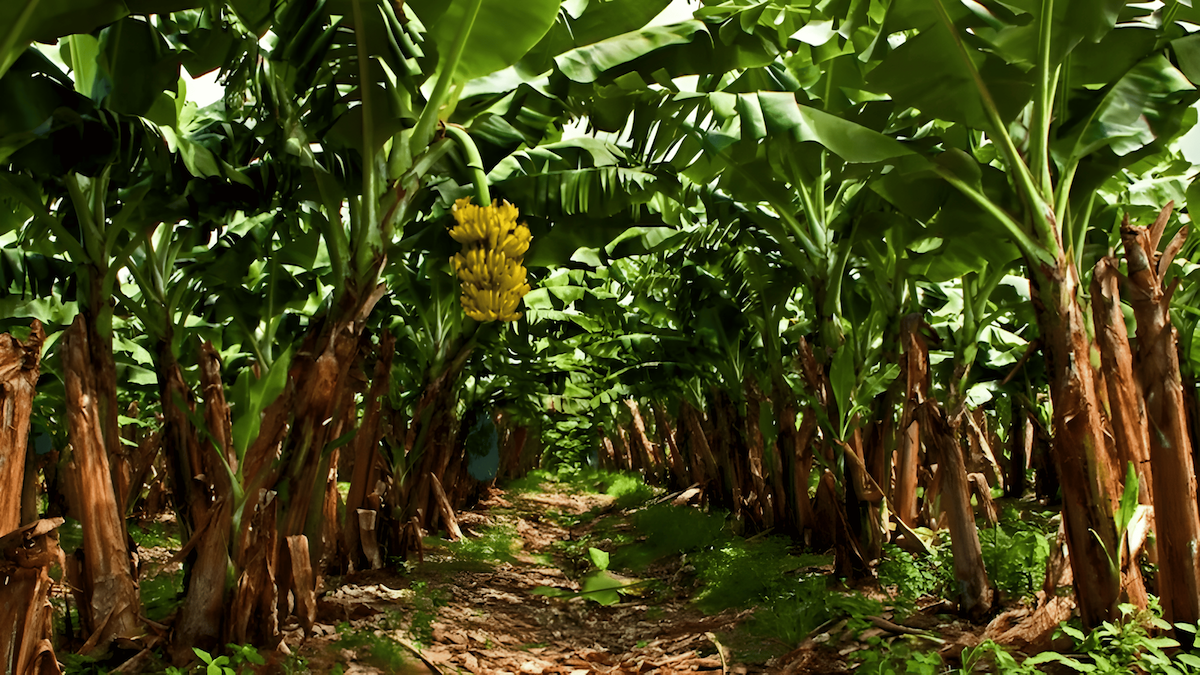 rows upon rows of banana trees