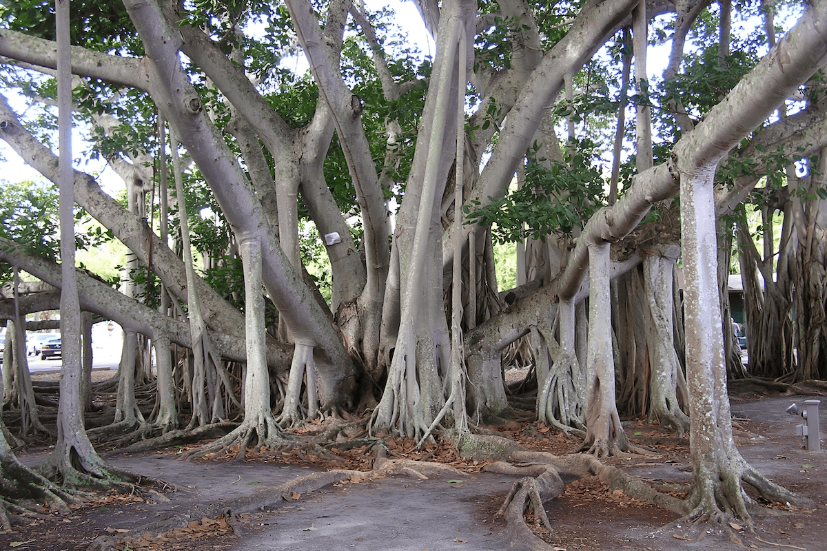 hawaiian islands maui banyan tree