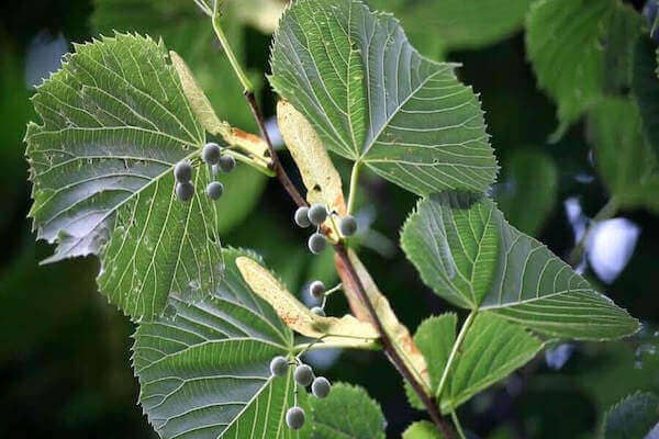 American Basswood — Gathering Growth