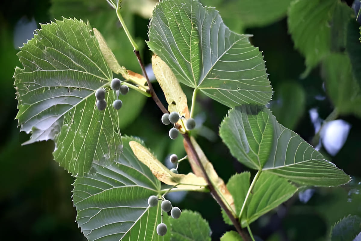 wood of a linden tree