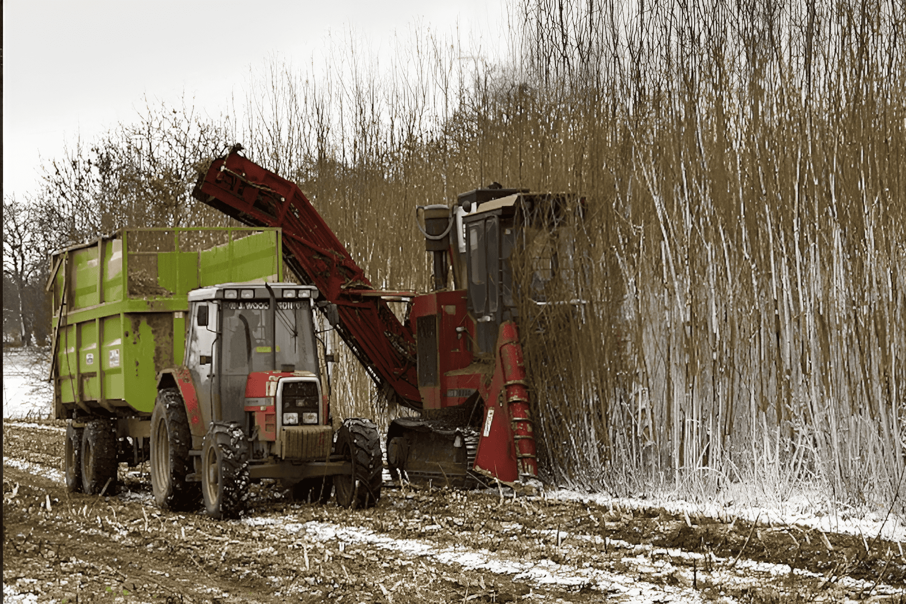 harvesting willow wood biomass