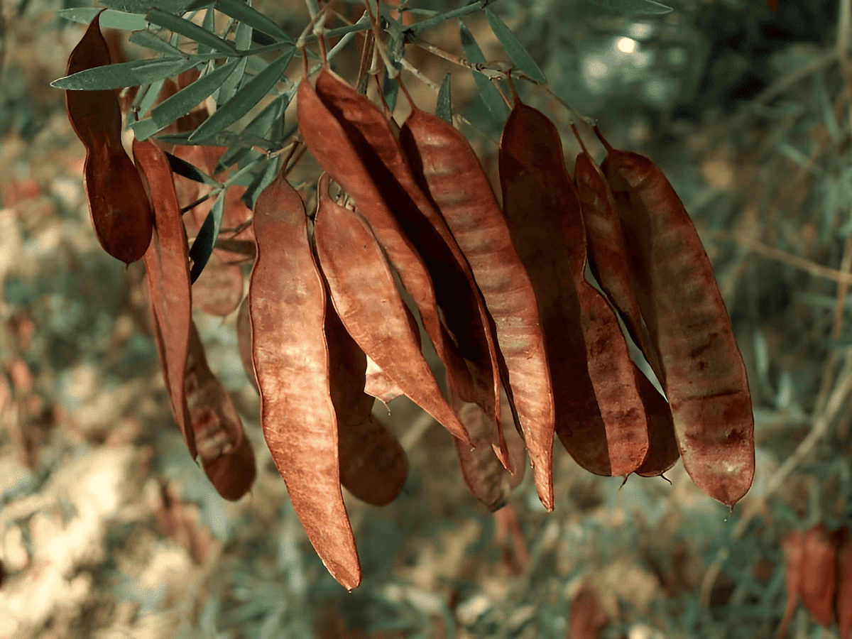 bean trees with exceptional nitrogen-fixing capacities