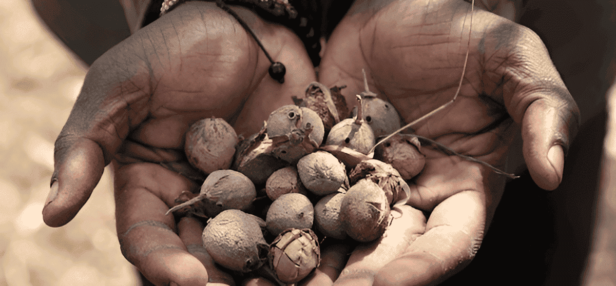 biofuel from jatropha