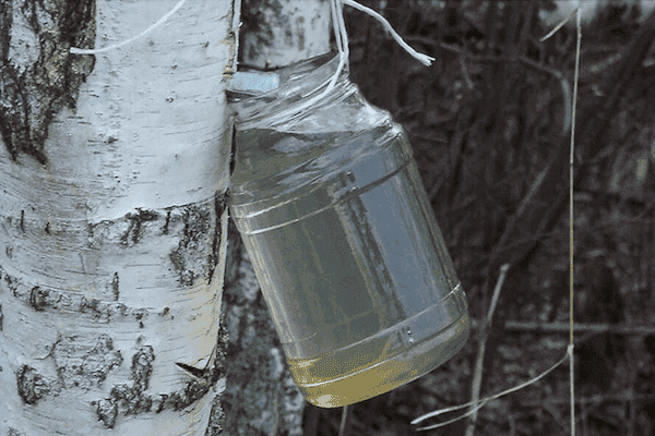 Yellow Birch Wood  Paper Birch Syrup - Tree Plantation