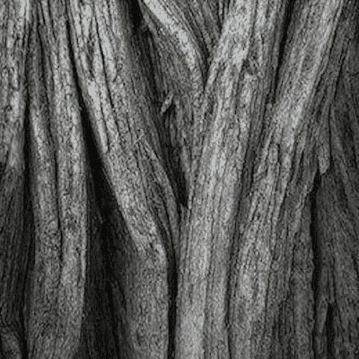 bark of a black ebony tree