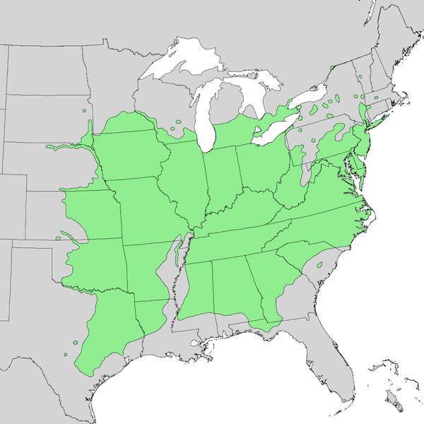 Black Locust Trees, why you should grow americas super tree