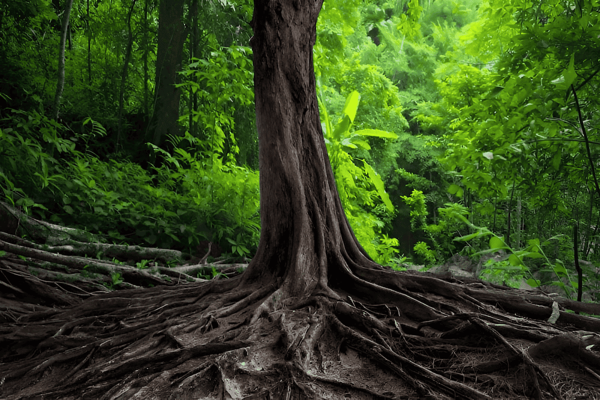 invasive black locust tree roots