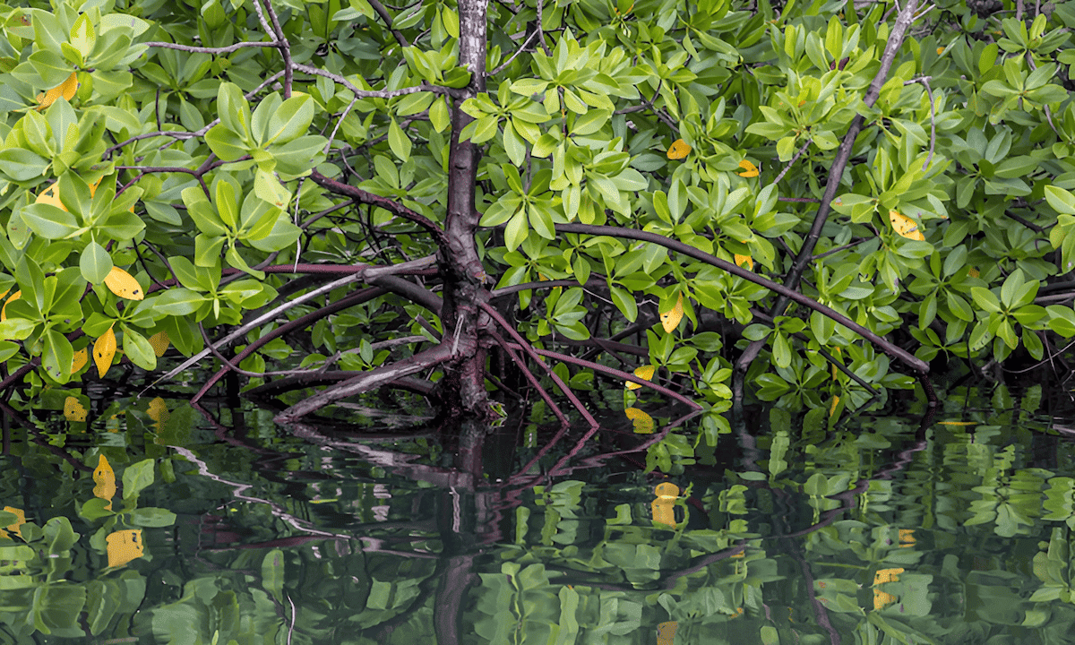 tropical black mangroves