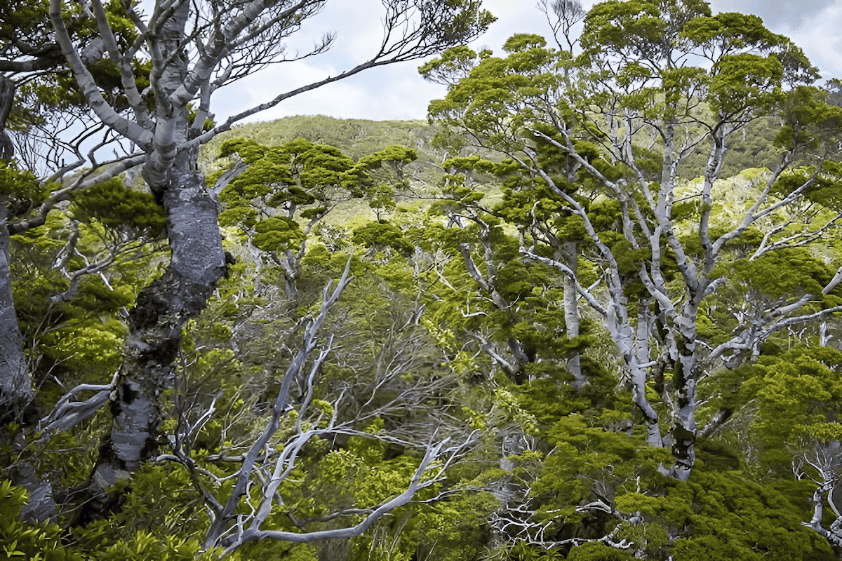 black sea beech trees that grow in Turkey