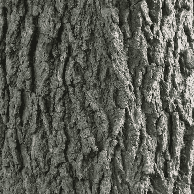bark of a black walnut tree