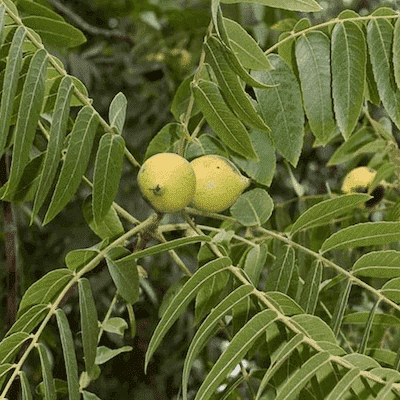 black walnut tree identification