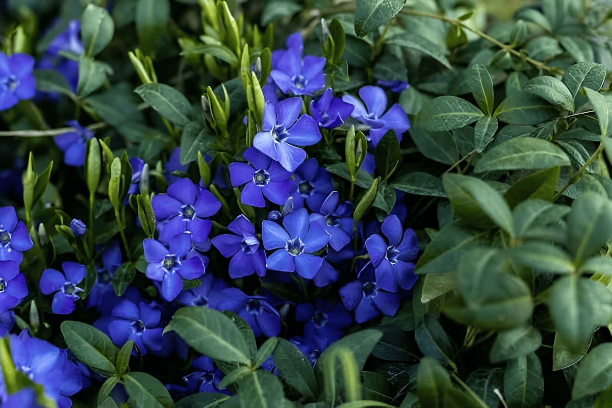 a source of essential oil