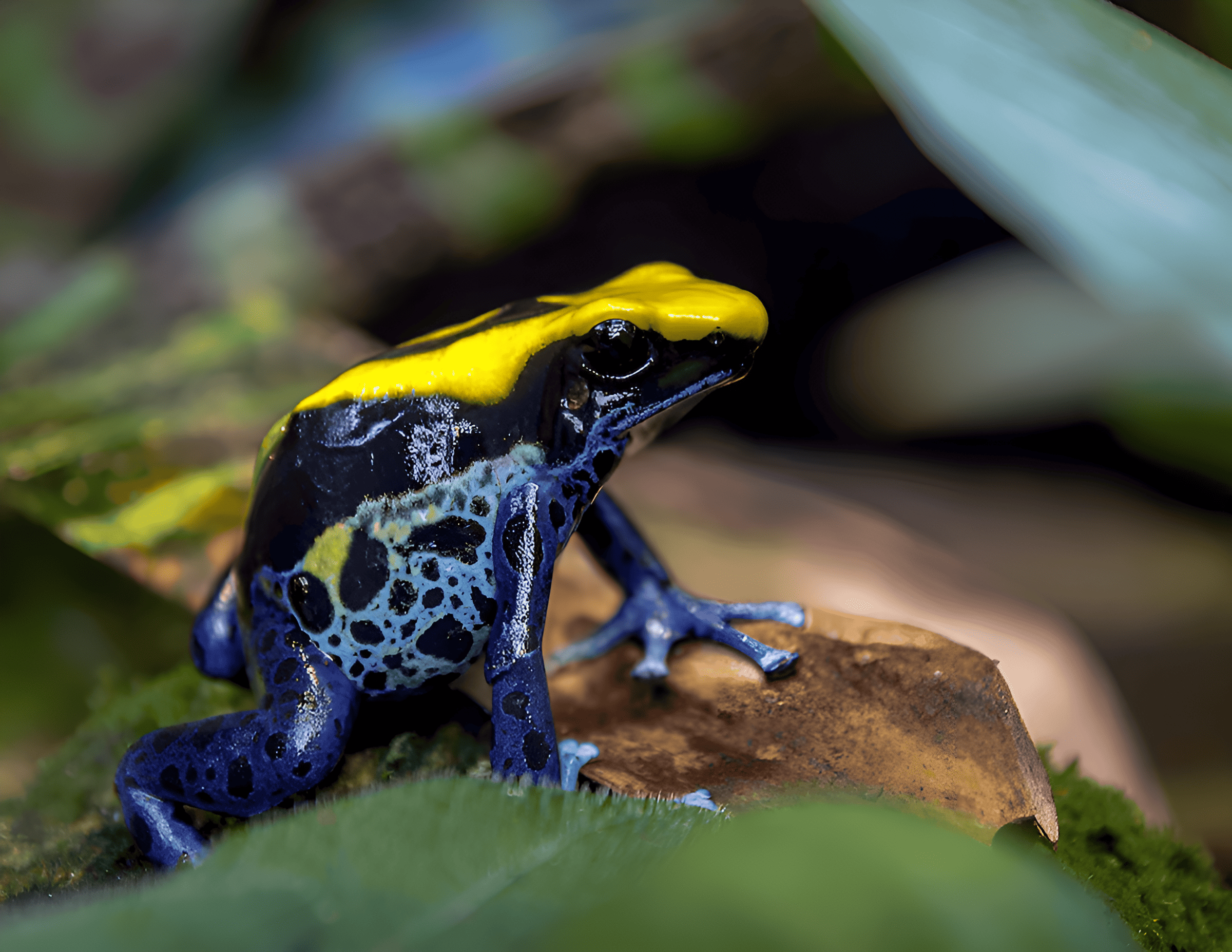 the second most toxic among the poison dart frog species, surpassed in its venomous potency only by the Golden Poison Dart Frog